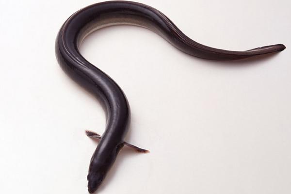 2018养鳗鱼赚钱吗?鳗鱼养殖的利润与投资成本及前景预测