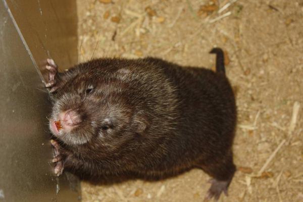 2018养竹鼠赚钱吗?竹鼠养殖的利润与投资成本及前景预测