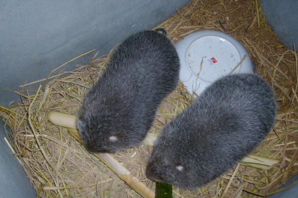 2018养竹鼠赚钱吗?竹鼠养殖的利润与投资成本及前景预测