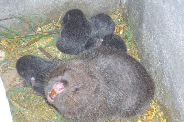 2018养竹鼠赚钱吗?竹鼠养殖的利润与投资成本及前景预测