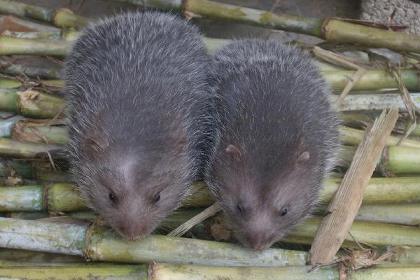 2018养竹鼠赚钱吗?竹鼠养殖的利润与投资成本及前景预测