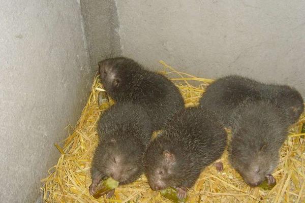 2018养竹鼠赚钱吗?竹鼠养殖的利润与投资成本及前景预测