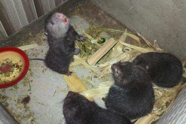 2018养竹鼠赚钱吗?竹鼠养殖的利润与投资成本及前景预测