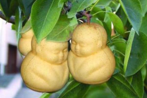 种一亩人参果能赚多少钱？种人参果的成本和利润