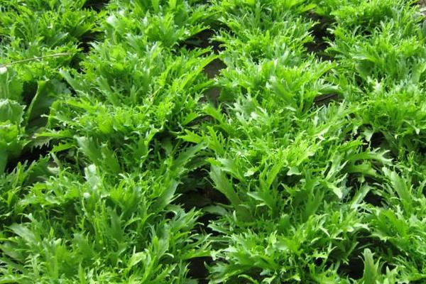 苦菊是什么?怎么种植?