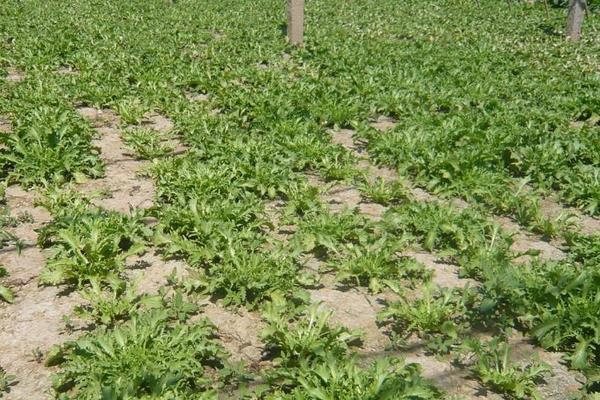 苦菊是什么?怎么种植?