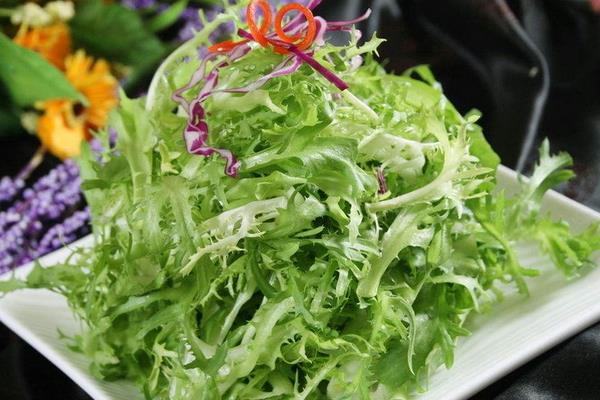 苦菊是什么?怎么种植?