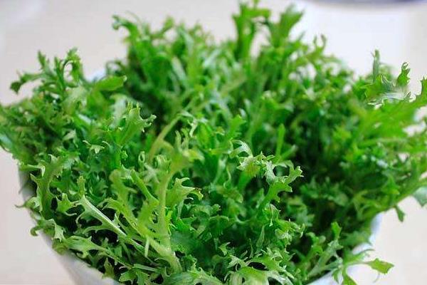 苦菊是什么?怎么种植?