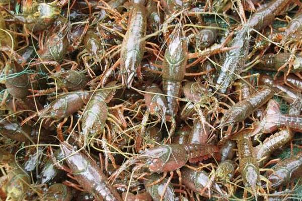 小龙虾养殖池怎么建