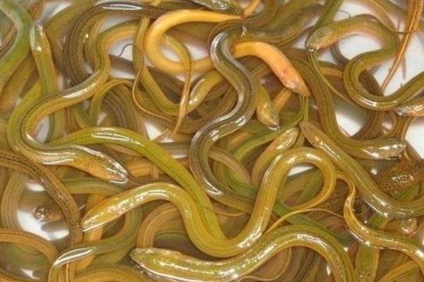 养黄鳝要什么条件?怎么养?