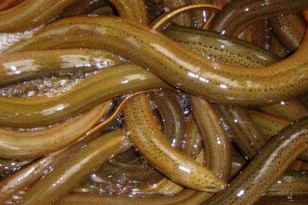 养黄鳝要什么条件?怎么养?