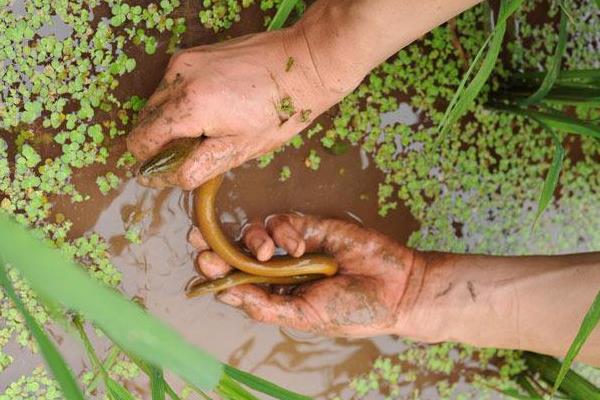 养黄鳝要什么条件?怎么养?
