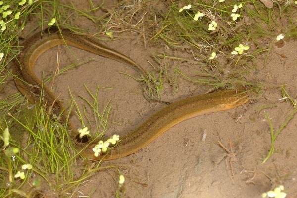 养黄鳝要什么条件?怎么养?