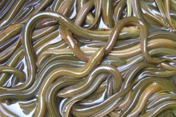 养黄鳝要什么条件?怎么养?