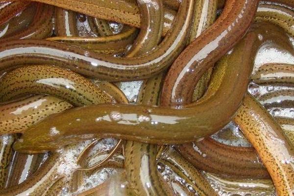 养黄鳝要什么条件?怎么养?