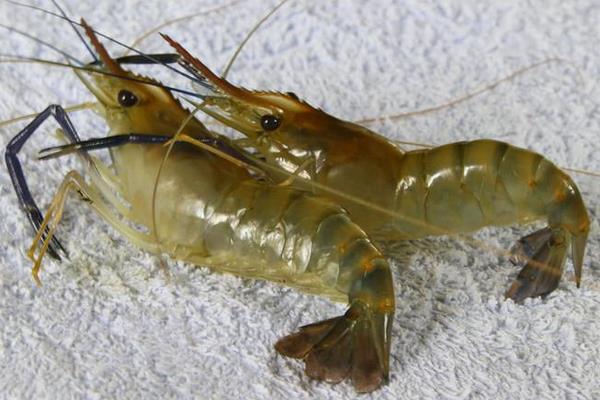 养一亩河虾能赚多少钱?养河虾的成本和利润