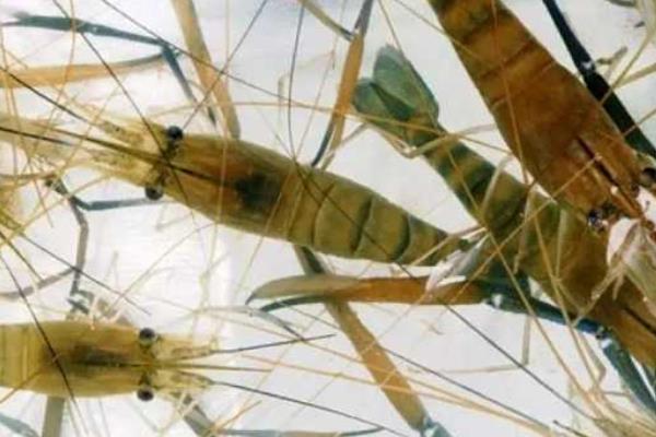 养一亩河虾能赚多少钱?养河虾的成本和利润