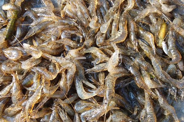 养一亩河虾能赚多少钱?养河虾的成本和利润