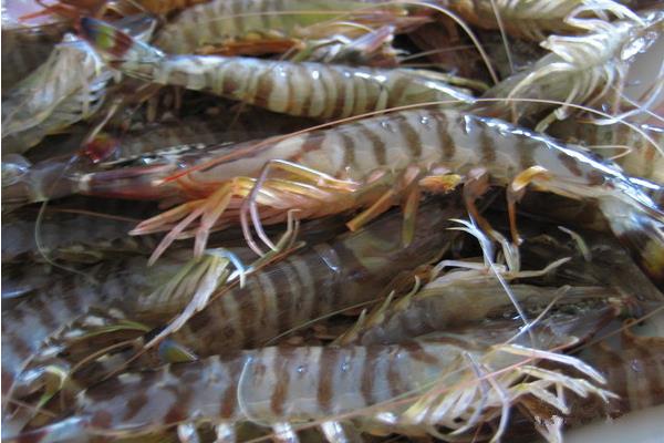 养一亩河虾能赚多少钱?养河虾的成本和利润