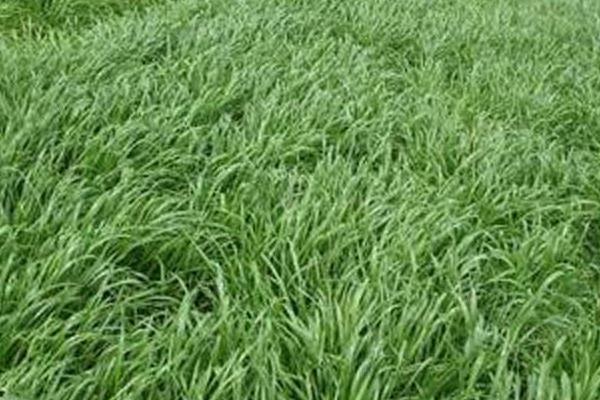 种草养兔子怎么养?选择什么草?