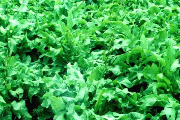 种草养兔子怎么养?选择什么草?