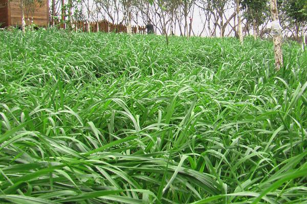 种草养兔子怎么养?选择什么草?