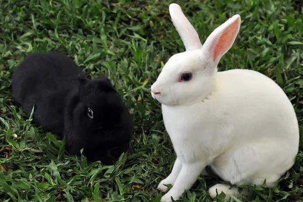 种草养兔子怎么养?选择什么草?