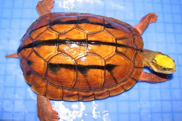 2015养金钱龟赚钱吗?2015金钱龟养殖前景及市场价格分析