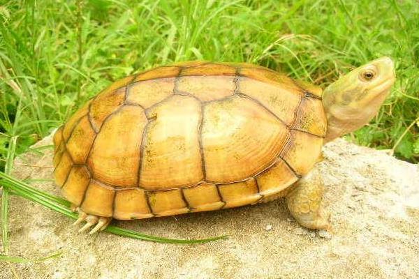 2015养金钱龟赚钱吗?2015金钱龟养殖前景及市场价格分析