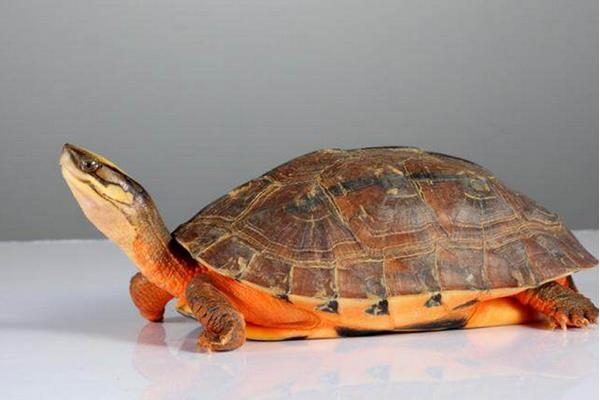 2015养金钱龟赚钱吗?2015金钱龟养殖前景及市场价格分析