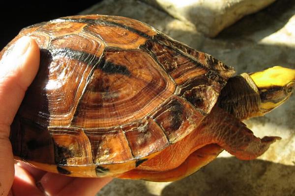 2015养金钱龟赚钱吗?2015金钱龟养殖前景及市场价格分析