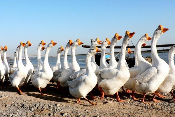 养鹅喂什么?有哪些要注意的?