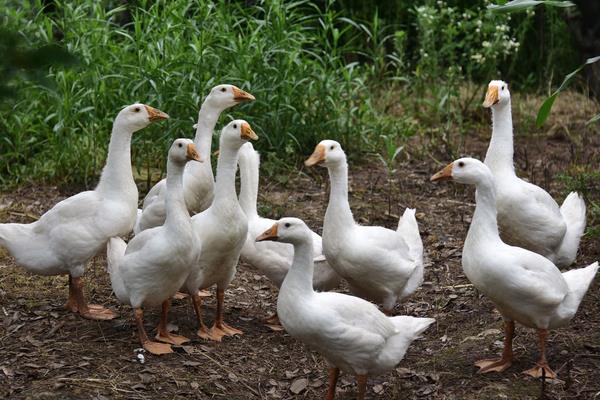 养鹅喂什么?有哪些要注意的?