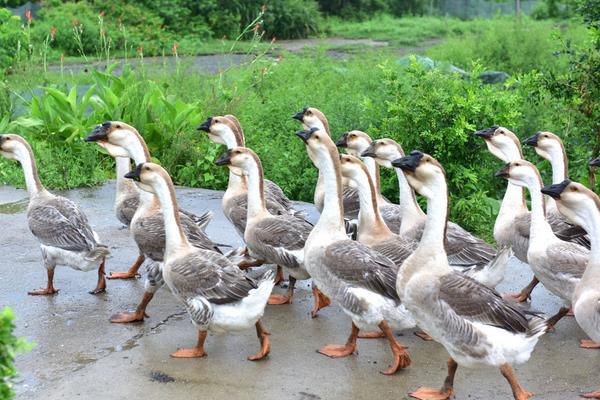 养鹅喂什么?有哪些要注意的?