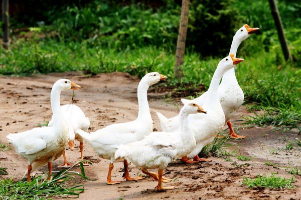 养鹅喂什么?有哪些要注意的?