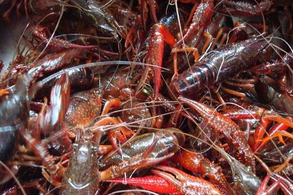 利用茭白与小龙虾混养的技术要点