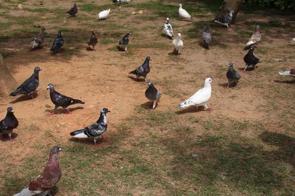 鸽子养殖的市场前景