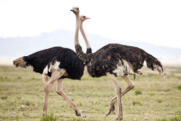 2015养鸵鸟赚钱吗?2015鸵鸟养殖前景及市场价格分析