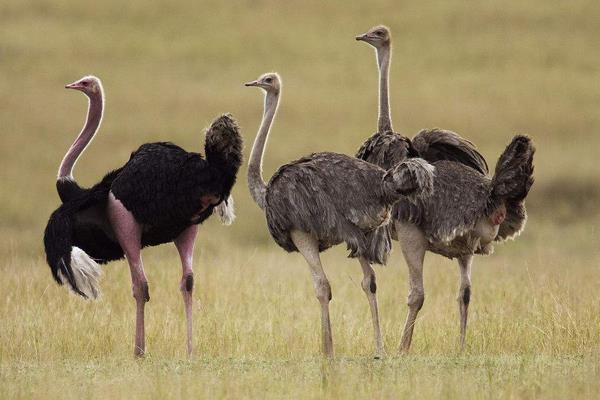 2015养鸵鸟赚钱吗?2015鸵鸟养殖前景及市场价格分析