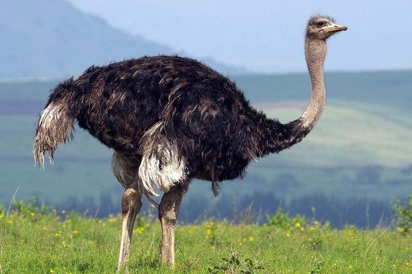 2015养鸵鸟赚钱吗?2015鸵鸟养殖前景及市场价格分析