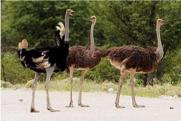 2015养鸵鸟赚钱吗?2015鸵鸟养殖前景及市场价格分析