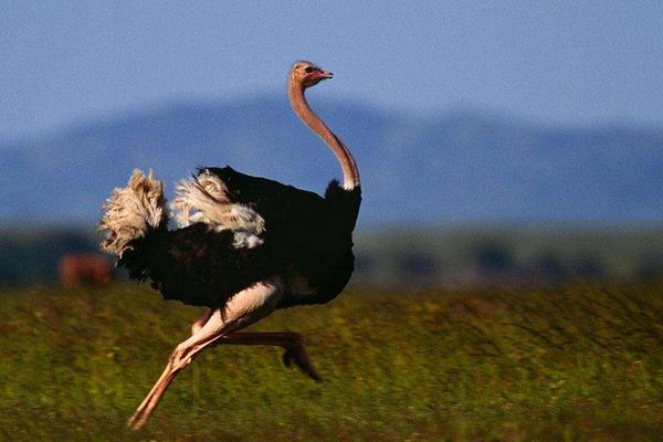 2015养鸵鸟赚钱吗?2015鸵鸟养殖前景及市场价格分析