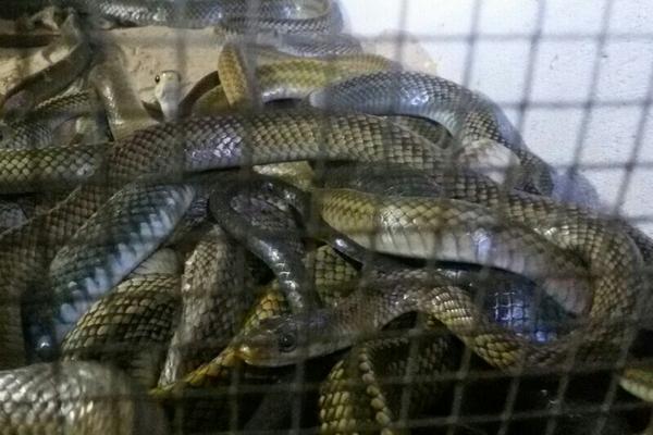 2018养蛇赚钱吗?养蛇的利润与投资成本及前景预测