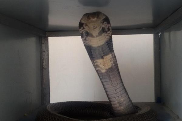 2018养蛇赚钱吗?养蛇的利润与投资成本及前景预测