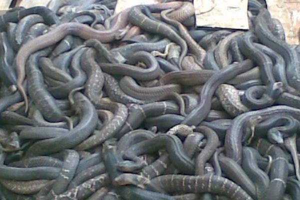 2018养蛇赚钱吗?养蛇的利润与投资成本及前景预测