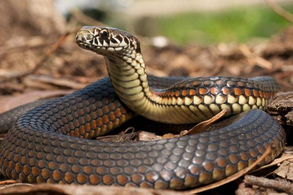 2018养蛇赚钱吗?养蛇的利润与投资成本及前景预测