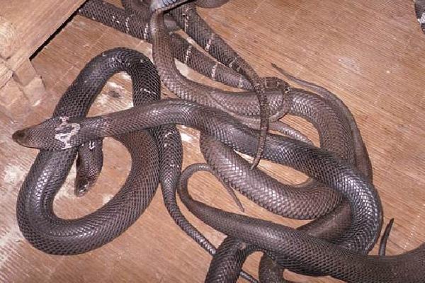 2018养蛇赚钱吗?养蛇的利润与投资成本及前景预测