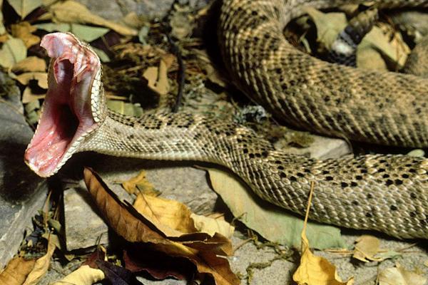 2018养蛇赚钱吗?养蛇的利润与投资成本及前景预测