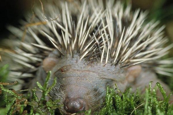 2018养刺猬赚钱吗?刺猬养殖的利润与投资成本及前景预测