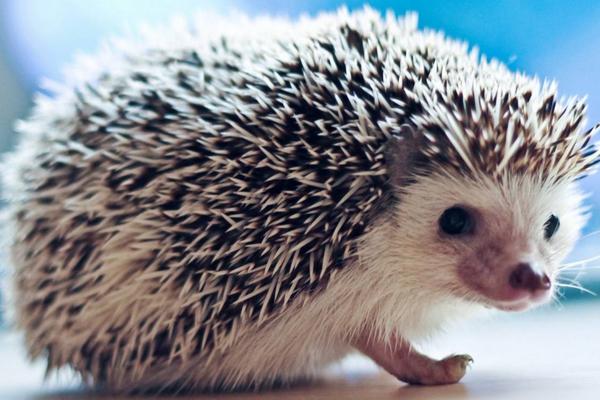 2018养刺猬赚钱吗?刺猬养殖的利润与投资成本及前景预测